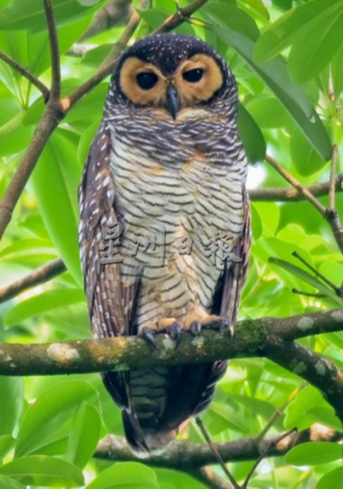 小斑点林鸮掉路上 送太平动物园饲养