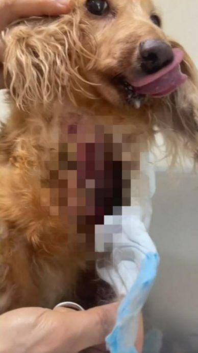  小甜甜遭爆虐狗 前夫晒血淋淋伤照轰：残忍