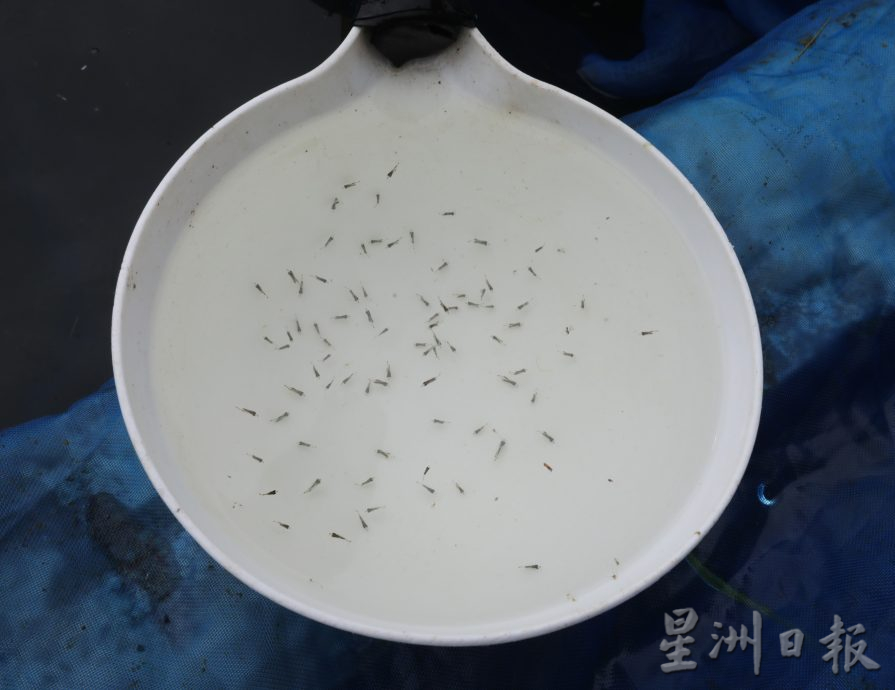 **已签发**柔:封面:【野放鱼苗,续生海洋生态(上篇)】:自养鱼苗再野放,半退休商人张秀福相信是柔州第一人