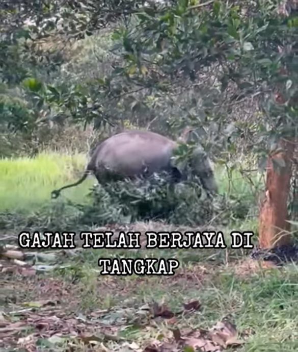 **已签发**柔:曾出没多个住宅区,銮1野象“落网”