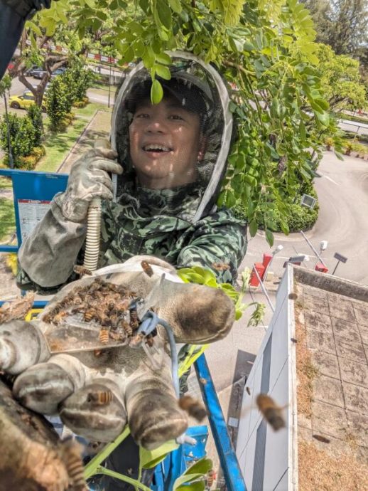 *已签发*柔:狮城二三事:4万蜜蜂从蒙巴登迁东海岸 狮城救蜂组织助搬新家