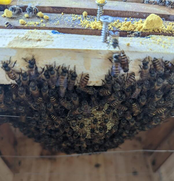 *已签发*柔:狮城二三事:4万蜜蜂从蒙巴登迁东海岸 狮城救蜂组织助搬新家