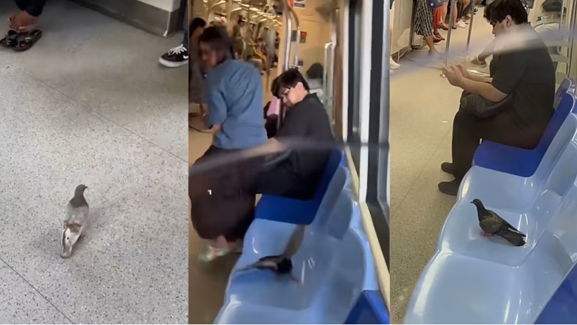 *已签发*柔:狮城二三事:先有鸡鼠猫 鸽子也搭地铁吹冷气