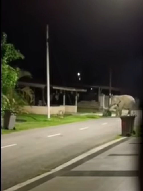 **已签发**柔:第二版头条:野象进入庭院翻箱倒柜,居民大声祷告祈求庇佑