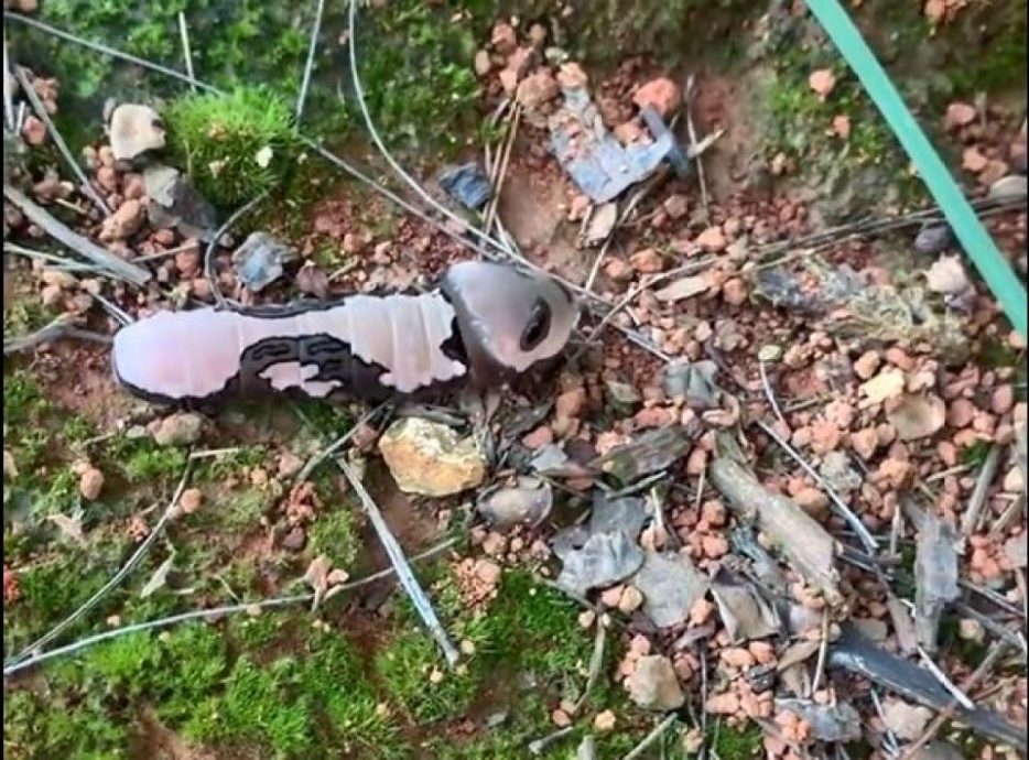 幼虫黑白花纹似熊猫 原来是二级保护动物