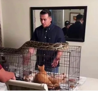 把蛇放在猫笼上 男演员挨轰:没脑!