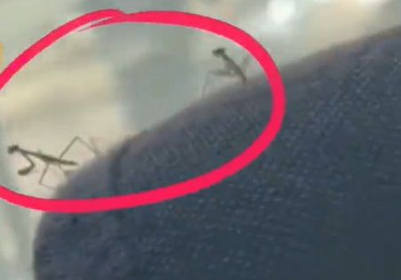 拼盘/她捡“神秘球”忘车上 1周后生出上百只