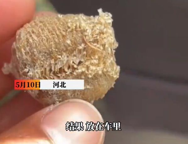 拼盘/她捡“神秘球”忘车上 1周后生出上百只