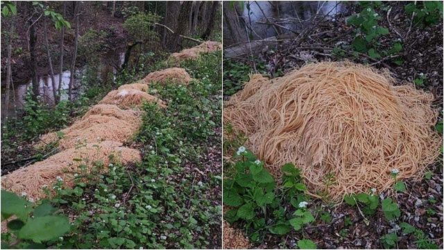 拼盘/河边诡异炸出一坨坨密麻条状物 竟是200多公斤意大利面被倒掉