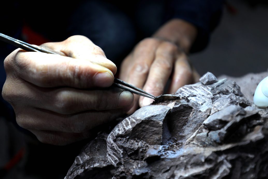 拼盘/福建上杭首次发现恐龙蛋 已进行抢救性保护