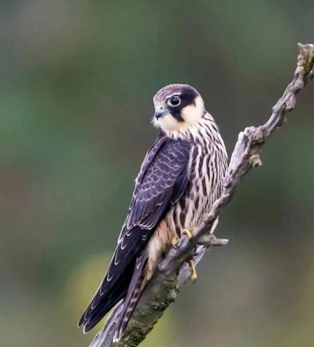 捕捉受保护动物判监10年半 大学生将出狱欲创业