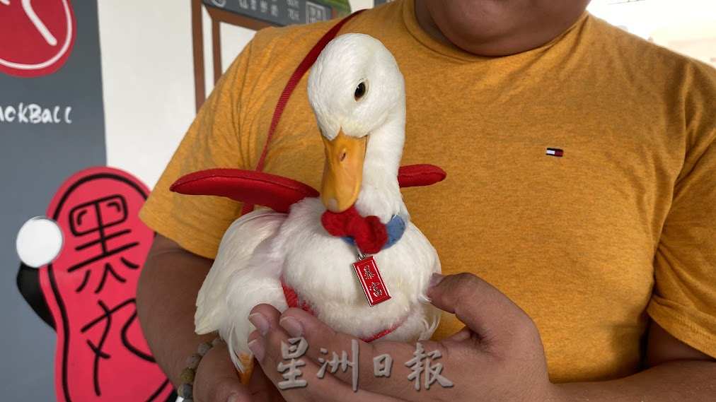 柔:【宠物萌萌哒】(5月20日刊):鸭中“爱马仕”柯尔鸭,温驯黏人好讨喜