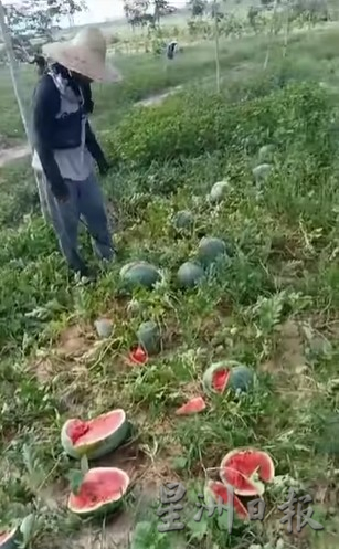 柔:【特稿】: 柔水果市场供需正常 仅部分水果过剩或缺货