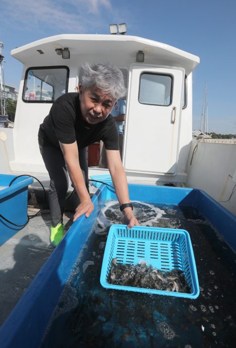 柔:封面:【野放鱼苗,续生海洋生态(下篇)】:善行获渔业局等单位认同,张秀福期盼引滚雪球效应