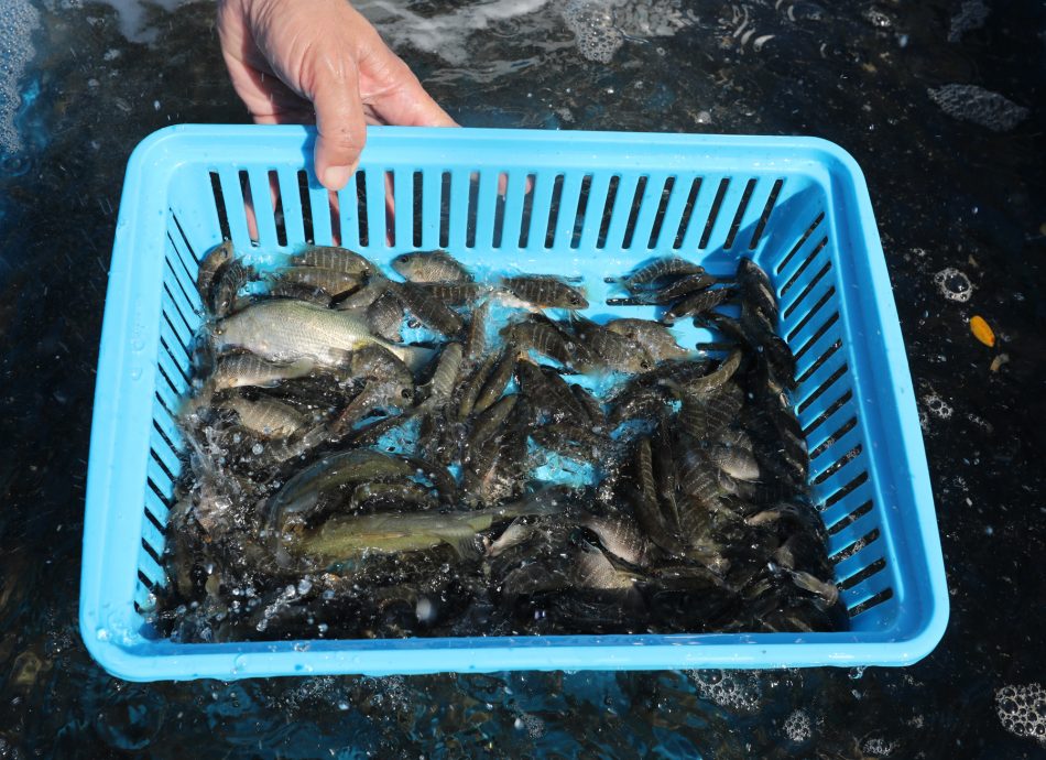 柔:封面:【野放鱼苗,续生海洋生态(下篇)】:善行获渔业局等单位认同,张秀福期盼引滚雪球效应