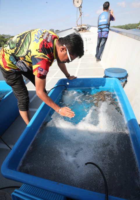 柔:封面:【野放鱼苗,续生海洋生态(下篇)】:善行获渔业局等单位认同,张秀福期盼引滚雪球效应