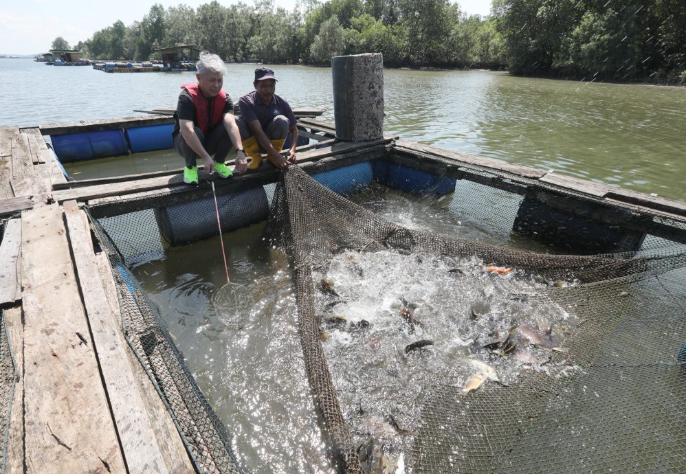 柔:封面:【野放鱼苗,续生海洋生态(下篇)】:善行获渔业局等单位认同,张秀福期盼引滚雪球效应