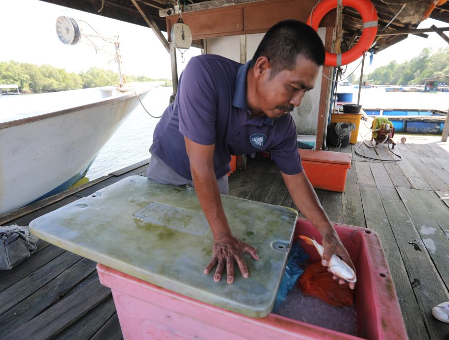 柔:封面:【野放鱼苗,续生海洋生态(下篇)】:善行获渔业局等单位认同,张秀福期盼引滚雪球效应