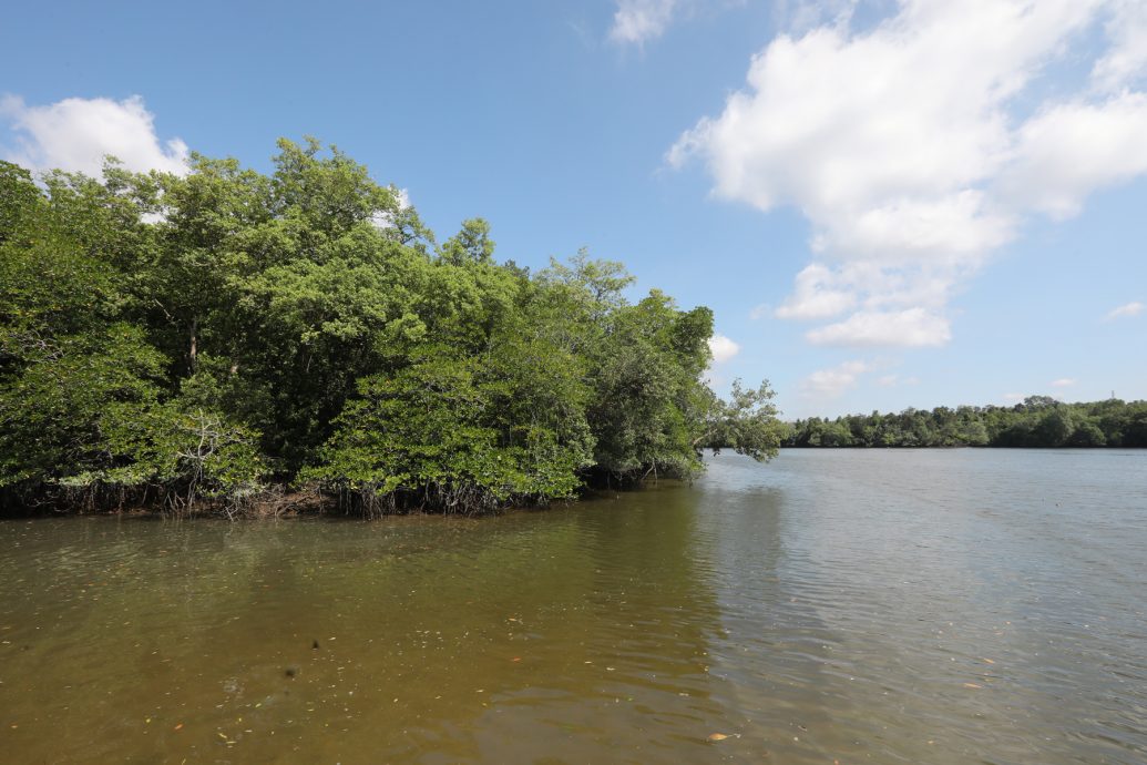柔:封面:【野放鱼苗,续生海洋生态(下篇)】:善行获渔业局等单位认同,张秀福期盼引滚雪球效应