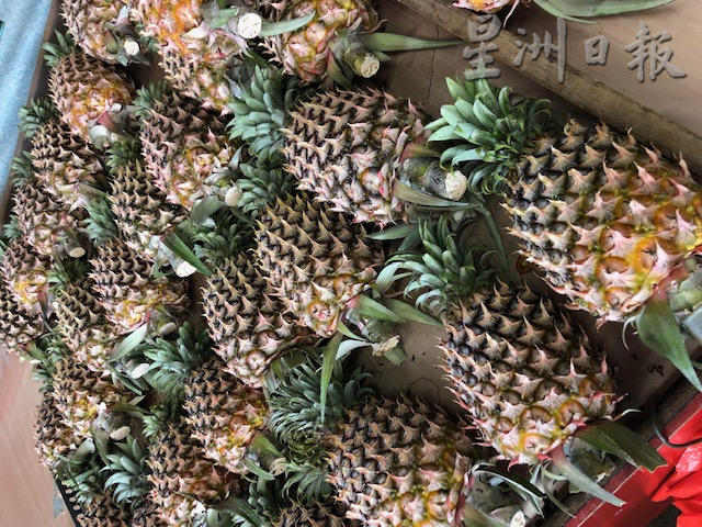 柔:特稿:天气炎热 新邦令金黄梨产量减少