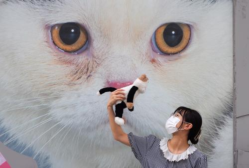 每日一展三图 上海外滩艺术季上出现“猫街”