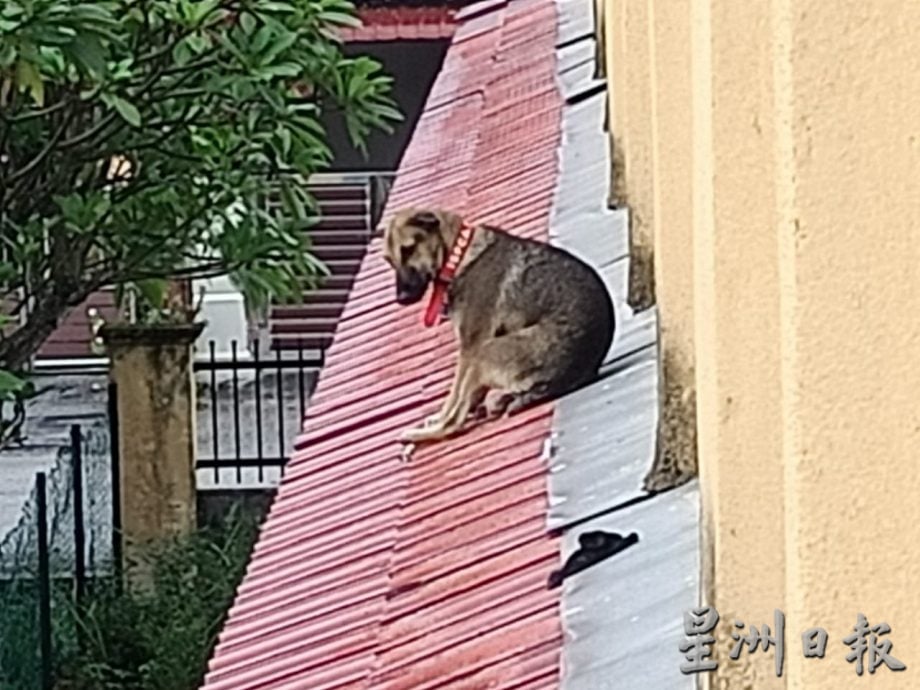 狗爬上凉蓬顶下不来 义消员出动解救
