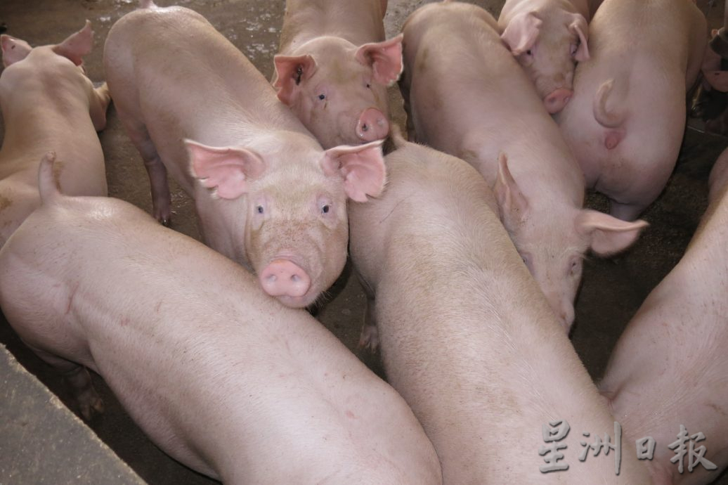 猪肉价年余涨逾10次 家庭用户购买量下滑 50%