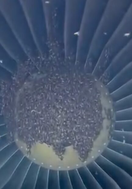 疑下雨迷失方向 岩蜂把飞机引擎当蜂巢 