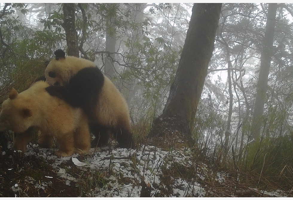 短片：四川罕有白色大熊猫野外生活画面公开　研究员：它健康存活下来