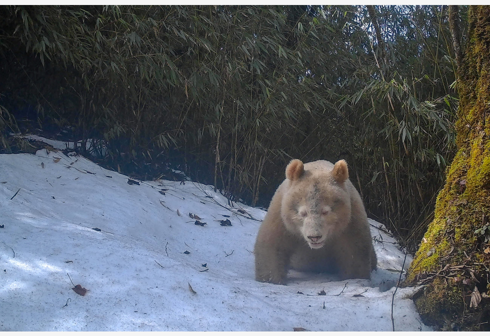 短片：四川罕有白色大熊猫野外生活画面公开　研究员：它健康存活下来