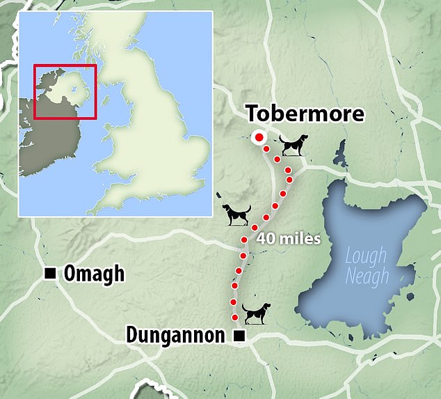 金金太想念旧主 用27天走63公里去“寻亲”