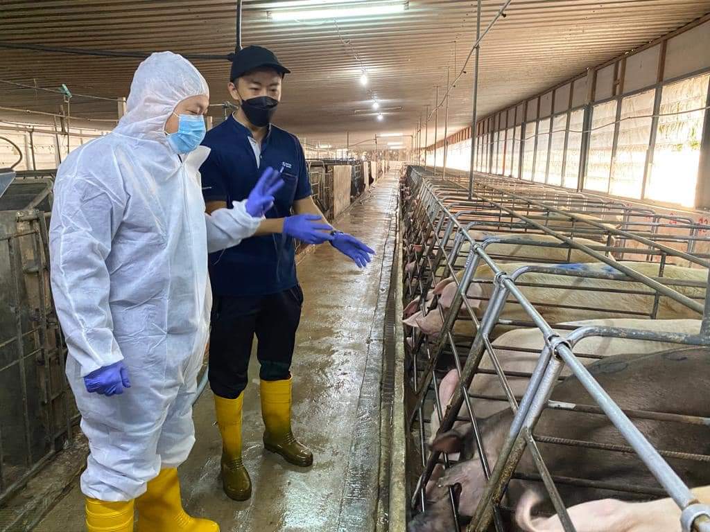 六成猪送雪宰杀 考虑再增设一座 霹政府不关华林市宰猪场