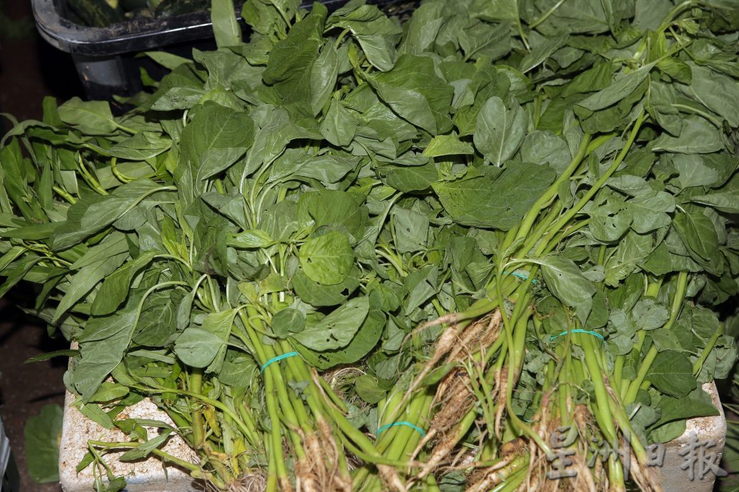 霹:第二版头/番茄丰收平靓正 长豆零售破10元 菜市买气平平