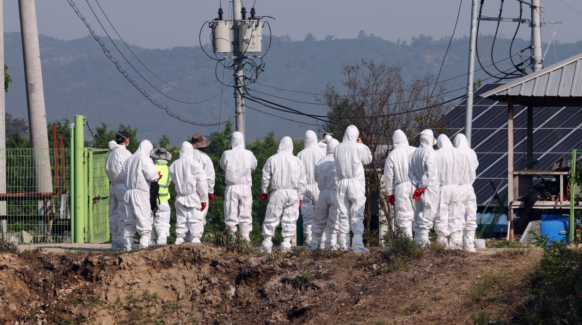 韩时隔4年爆发口蹄疫!扑杀500只韩牛惨遭 出口计划恐受阻