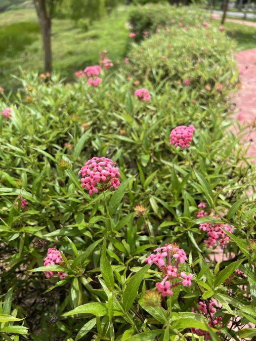 （古城封底主文）《用眼睛去旅游》：双溪布达植树造林沿湖休闲公园