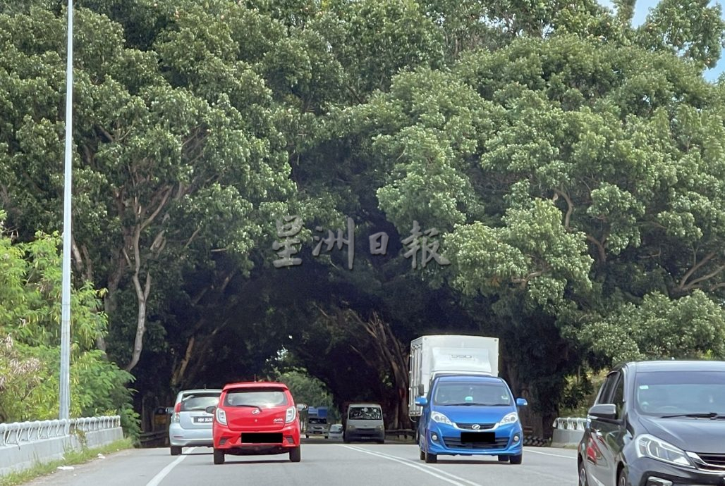 (古城封面主文)莫哈末晋大路8至12日封路修树·公众需绕道
