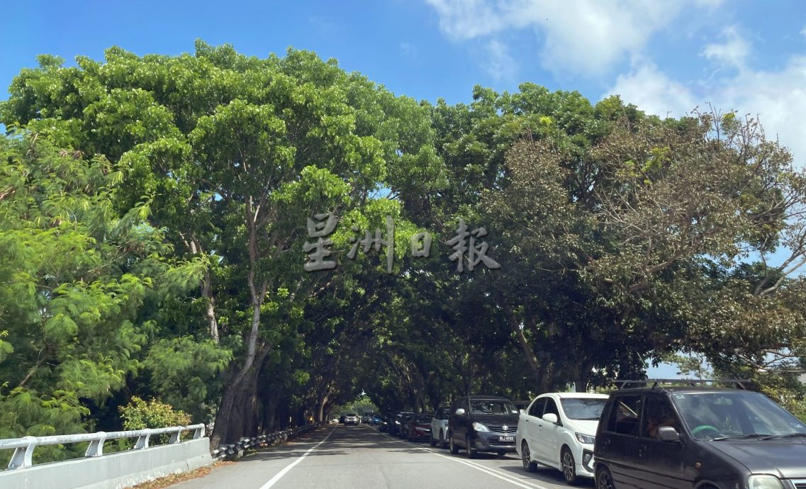 （古城封面主文）莫哈末晋大路8至12日封路修树·公众需绕道