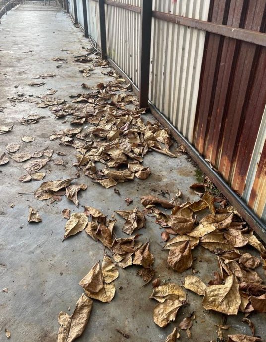 (古城第三版主文)九楼组屋后巷几乎每天焚烧垃圾困扰路人