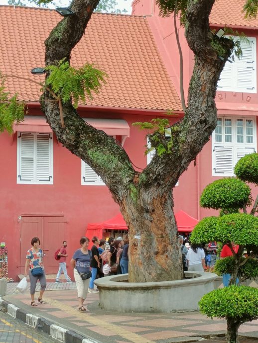 （古城第三版主文）靠近270年老教堂·红屋“斜树”如斜塔 令人生畏