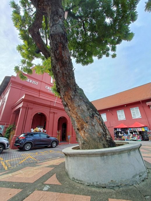 （古城第三版主文）靠近270年老教堂·红屋“斜树”如斜塔 令人生畏