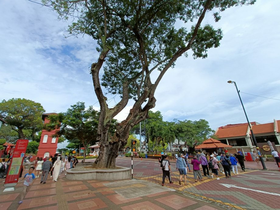 （古城第三版主文）靠近270年老教堂·红屋“斜树”如斜塔 令人生畏