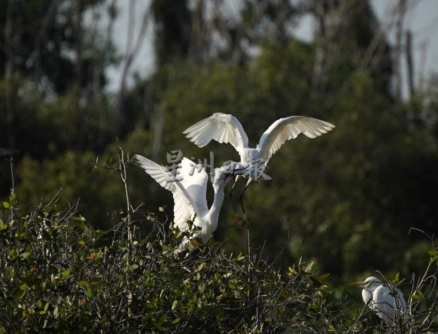 （古城第二版主文）鹭鸟栖息地疑是发展，鹭鸟数量大减