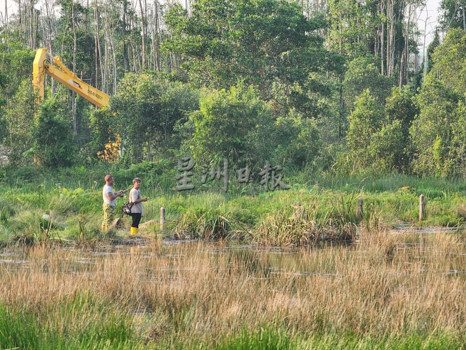 （古城第二版主文）鹭鸟栖息地疑是发展，鹭鸟数量大减