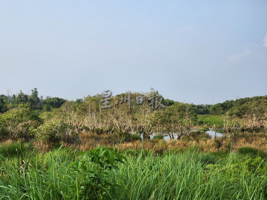 （古城第二版主文）鹭鸟栖息地疑是发展，鹭鸟数量大减