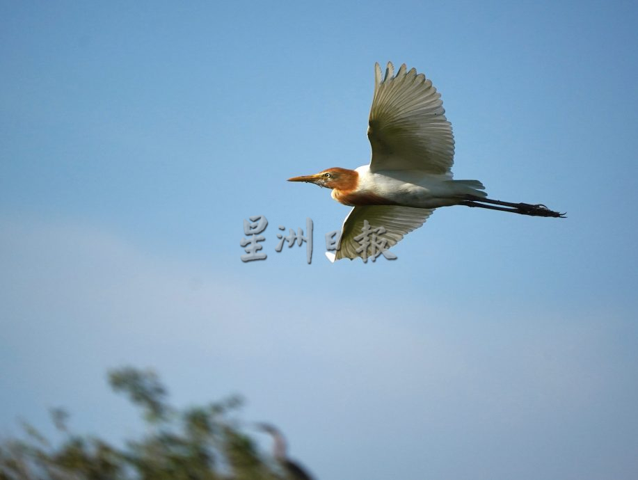 （古城第二版主文）鹭鸟栖息地疑是发展，鹭鸟数量大减