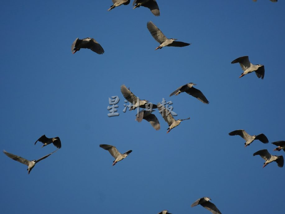 （古城第二版主文）鹭鸟栖息地疑是发展，鹭鸟数量大减