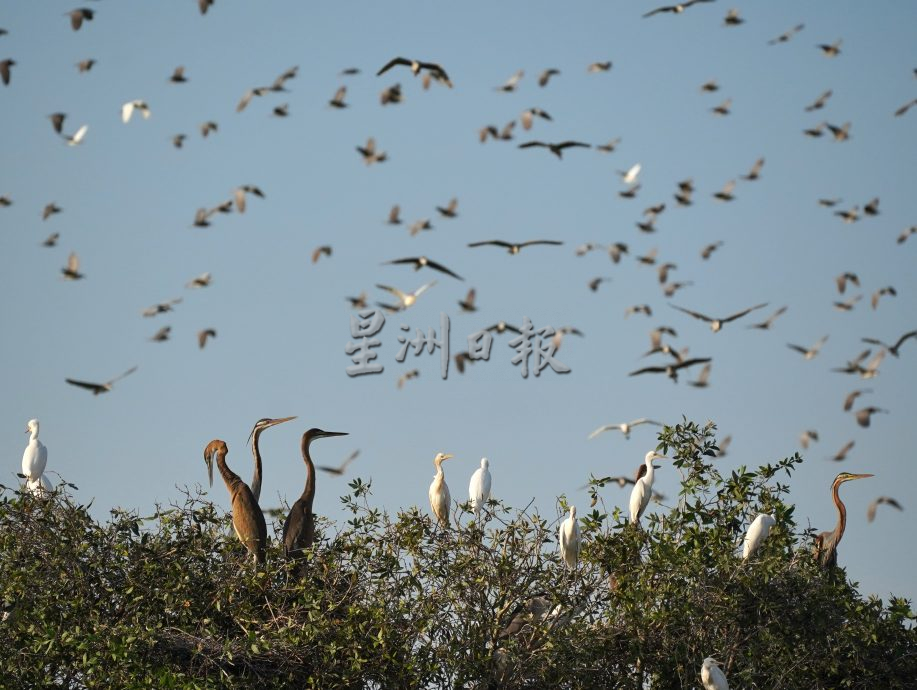 （古城第二版主文）鹭鸟栖息地疑是发展，鹭鸟数量大减