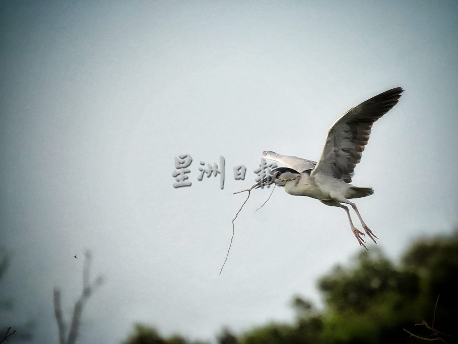 （古城第二版主文）鹭鸟栖息地疑是发展，鹭鸟数量大减