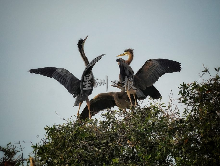 （古城第二版主文）鹭鸟栖息地疑是发展，鹭鸟数量大减