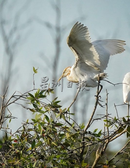 （古城第二版主文）鹭鸟栖息地疑是发展，鹭鸟数量大减